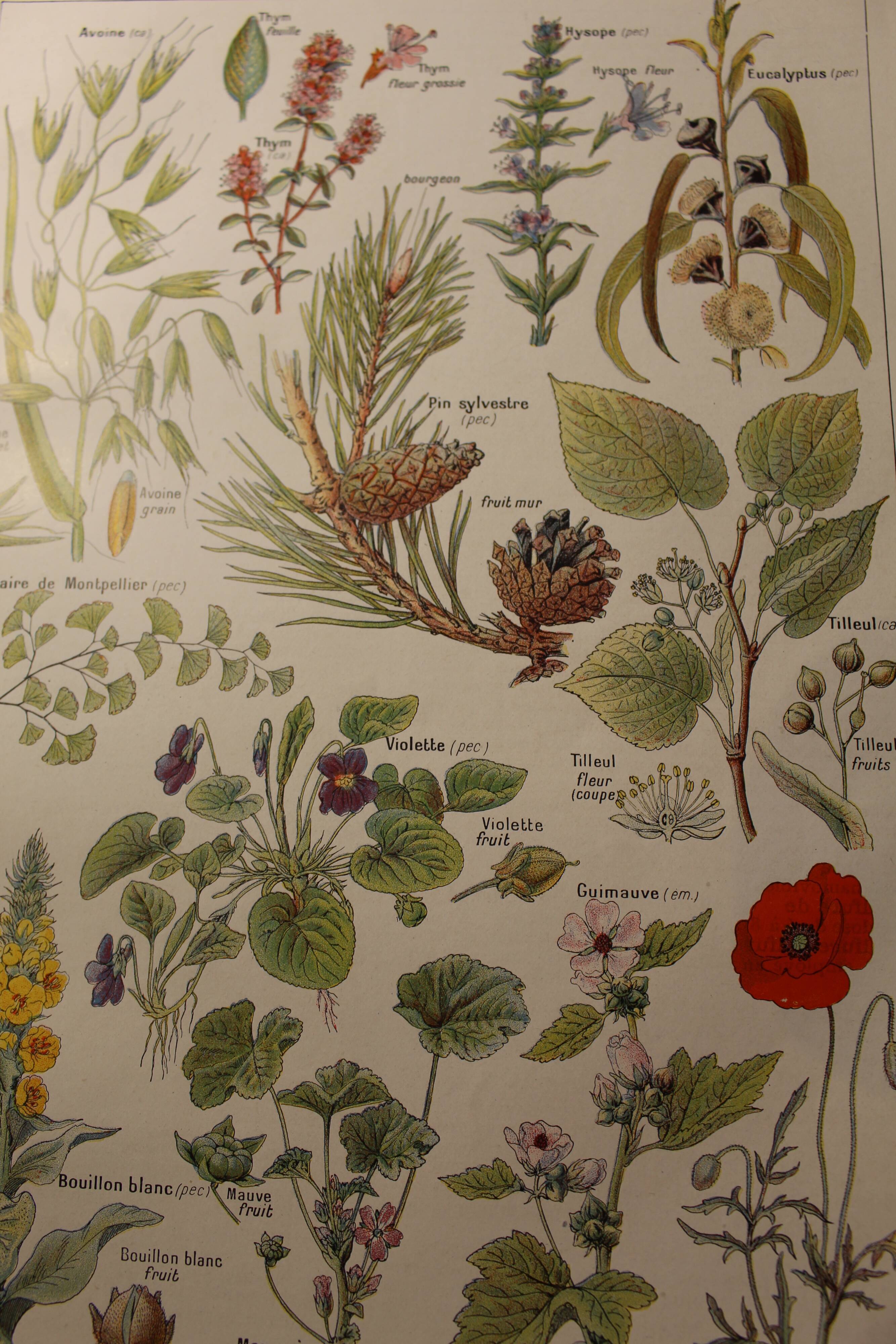 Botanical plank - plant - Calming