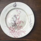 Jules Vieillard flat plate Colibris model