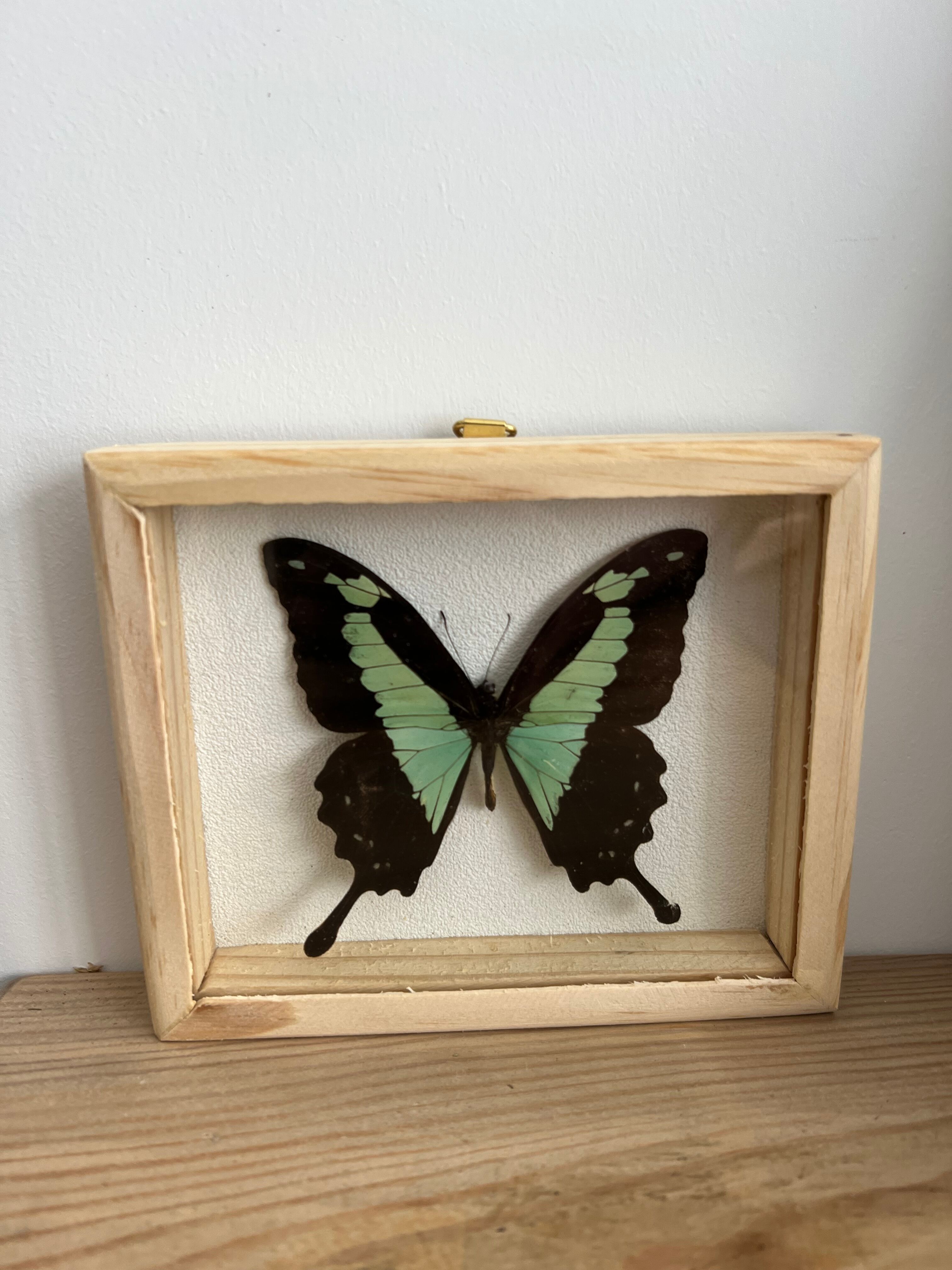 Naturalized butterfly taxidermy frame