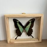 Naturalized butterfly taxidermy frame