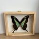 Naturalized butterfly taxidermy frame
