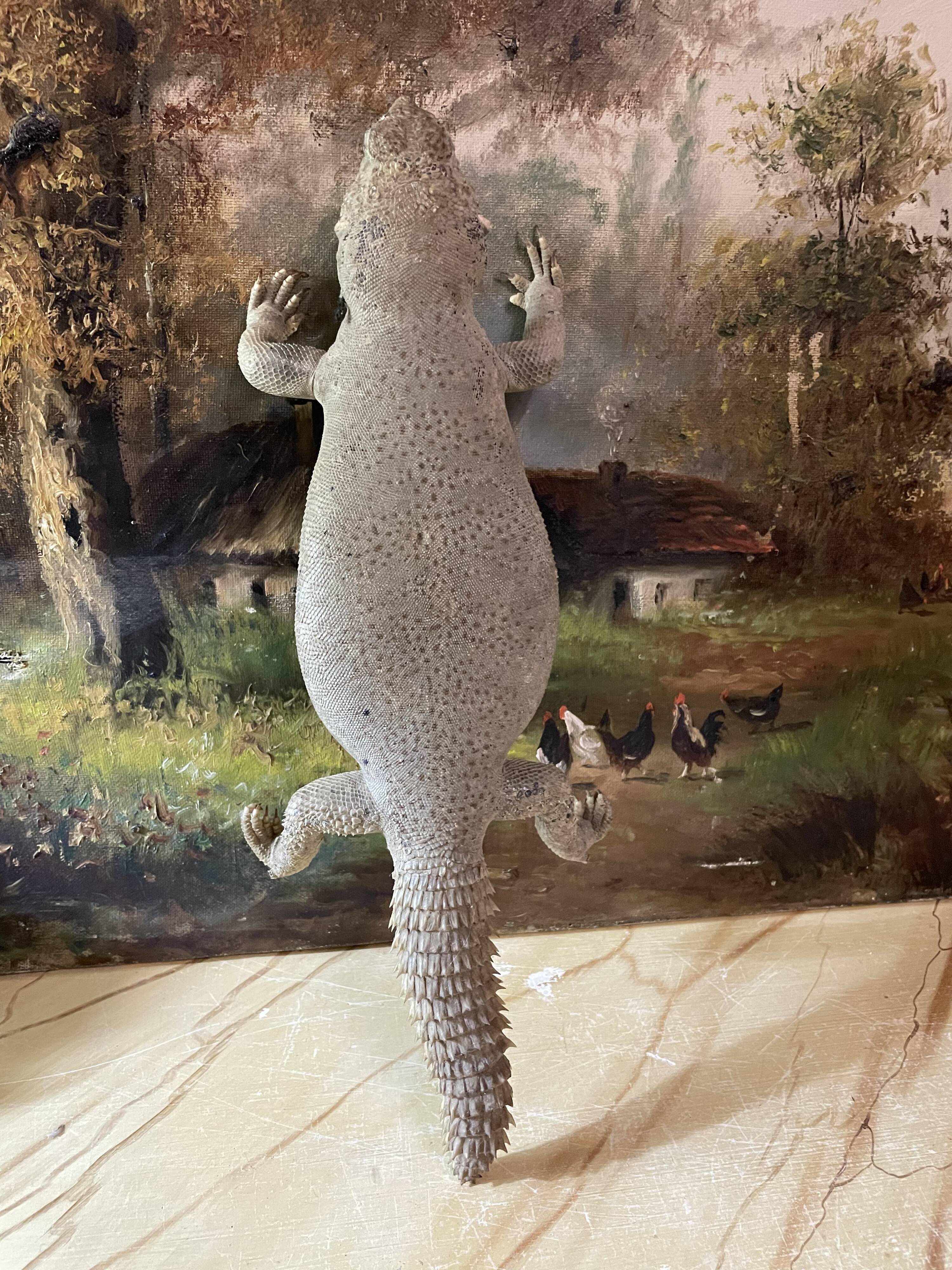 Ancient naturalized lizard