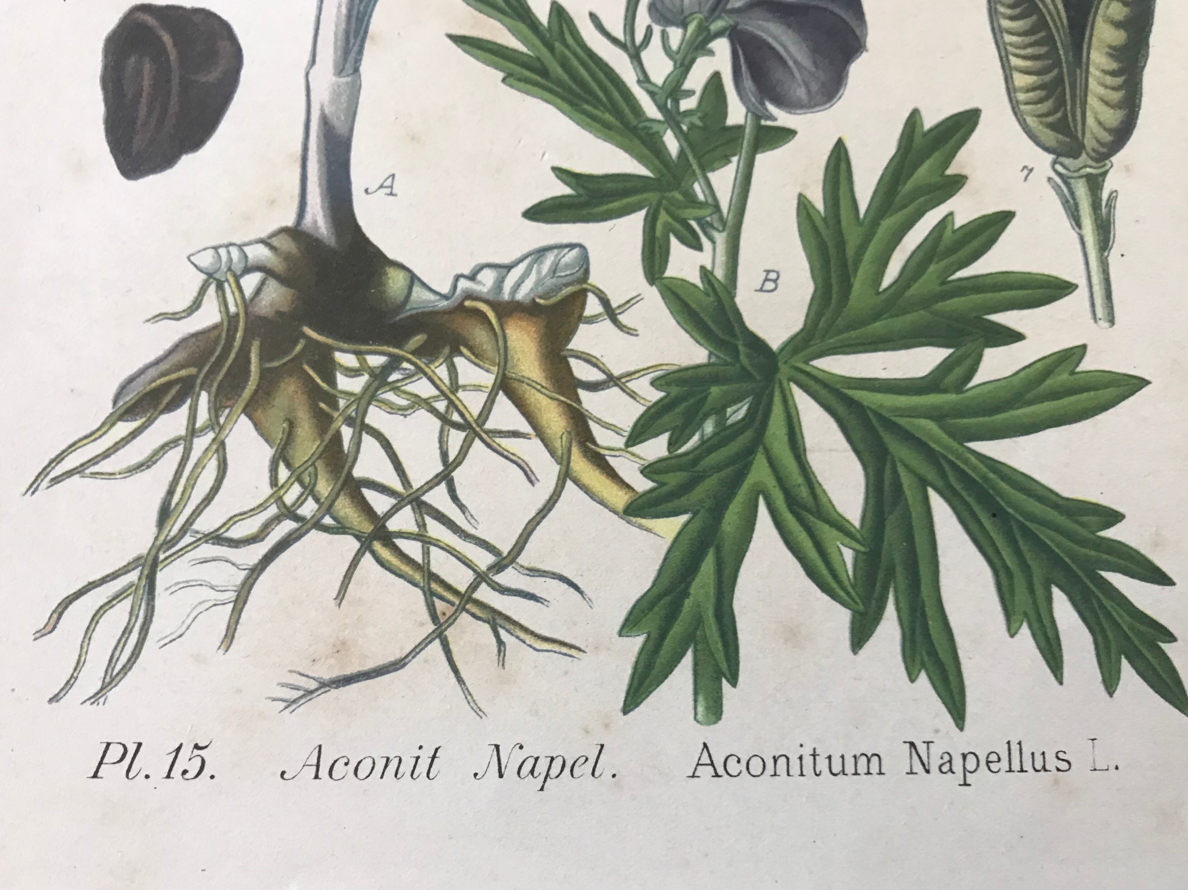 Botanical plates NINETEENTH