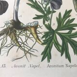 Botanical plates NINETEENTH