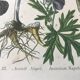 Botanical plates NINETEENTH