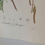 Botanic posters