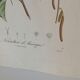 Botanic posters