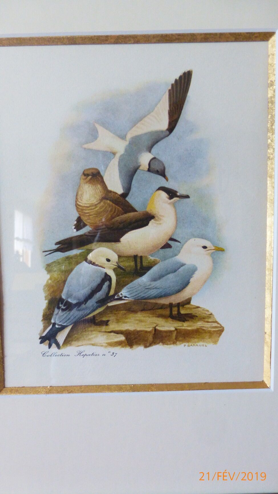 Birds - collection Hepatior N ° 37