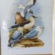 Birds - collection Hepatior N ° 37