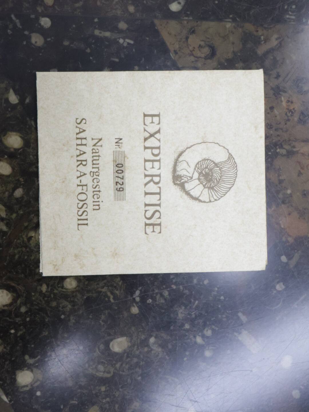 Brutalist salontafl Laauser Fossiel natuursteen