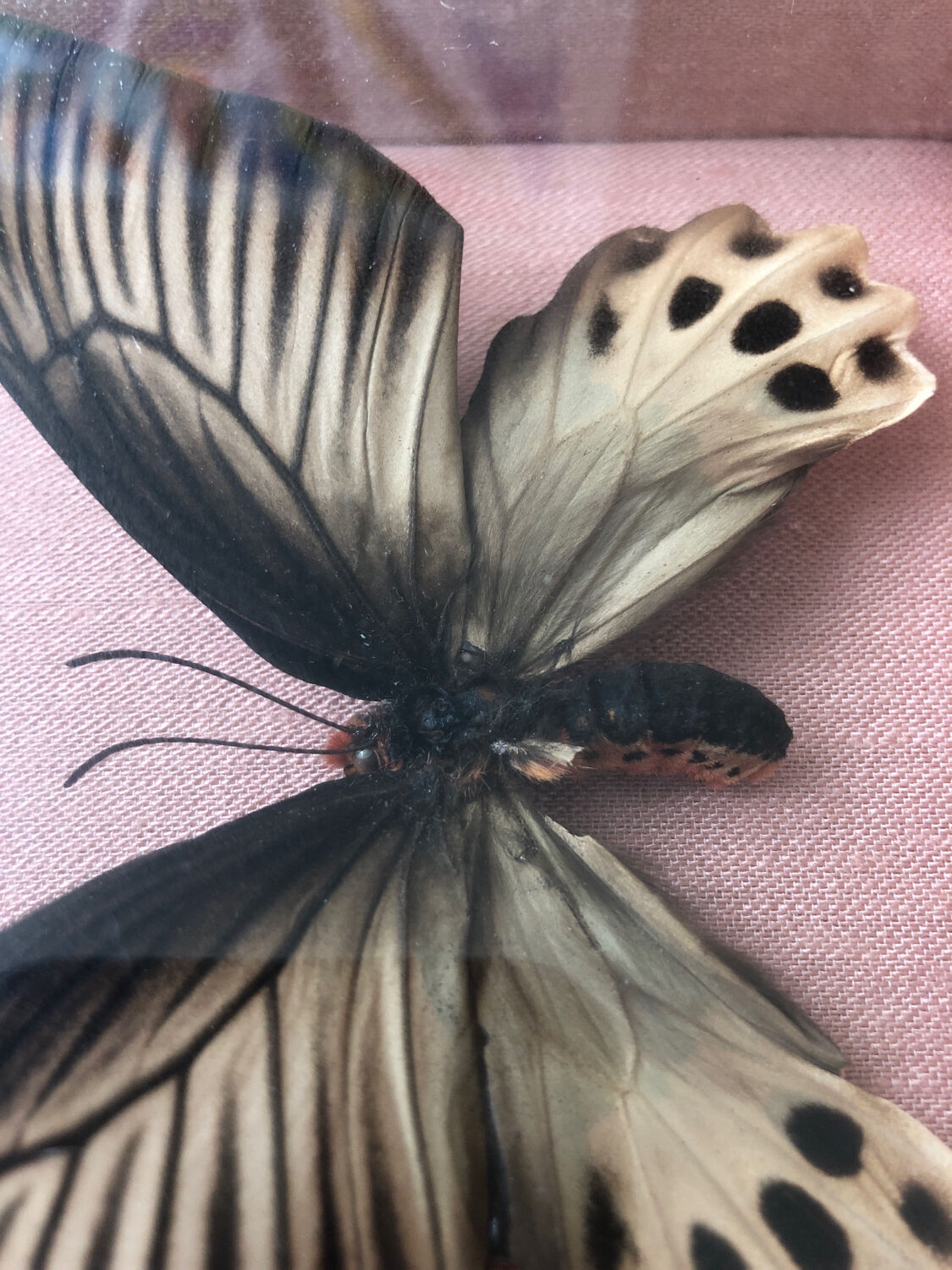 Lot of stuffed butterflies