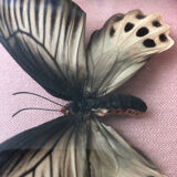 Lot of stuffed butterflies