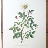 Set of 4 botanical plates roses