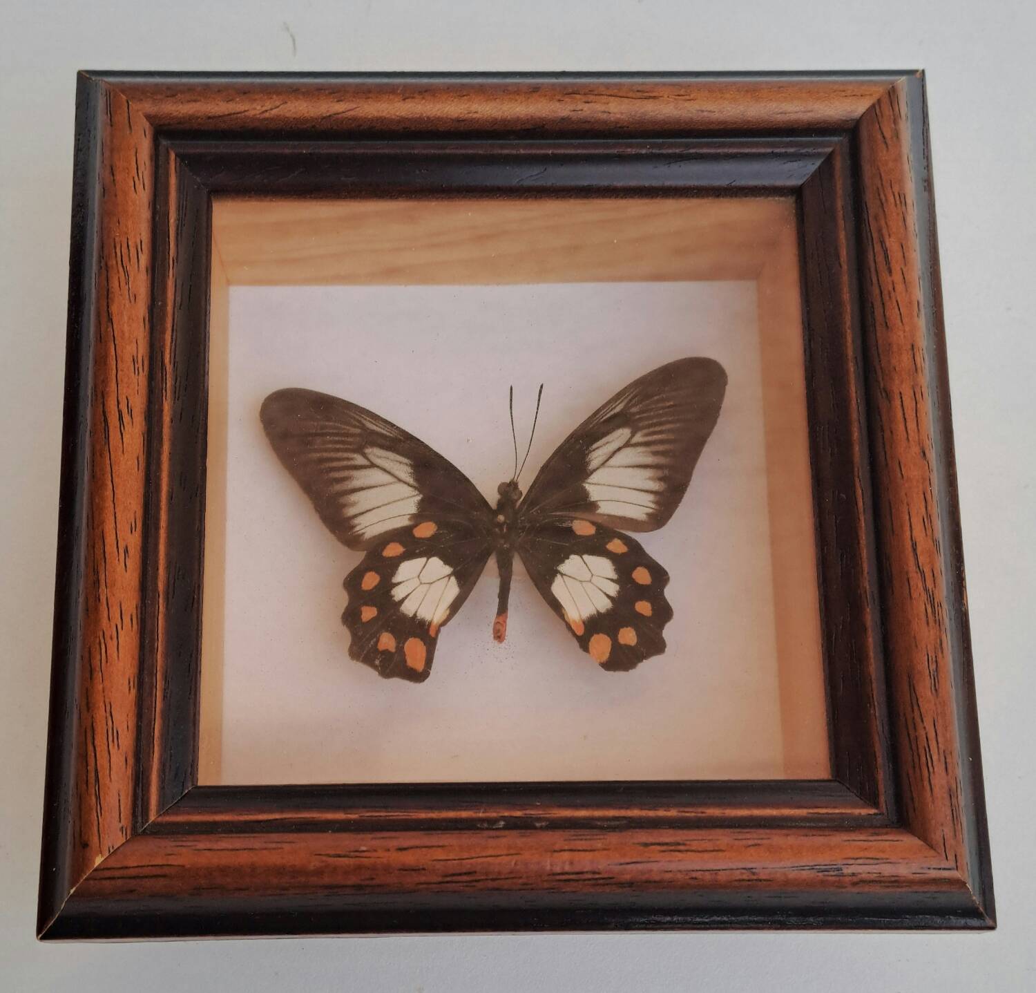 Butterfly under glass