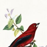 Poster about the Ramphocelus (bird), based on an old engraving from 1842.