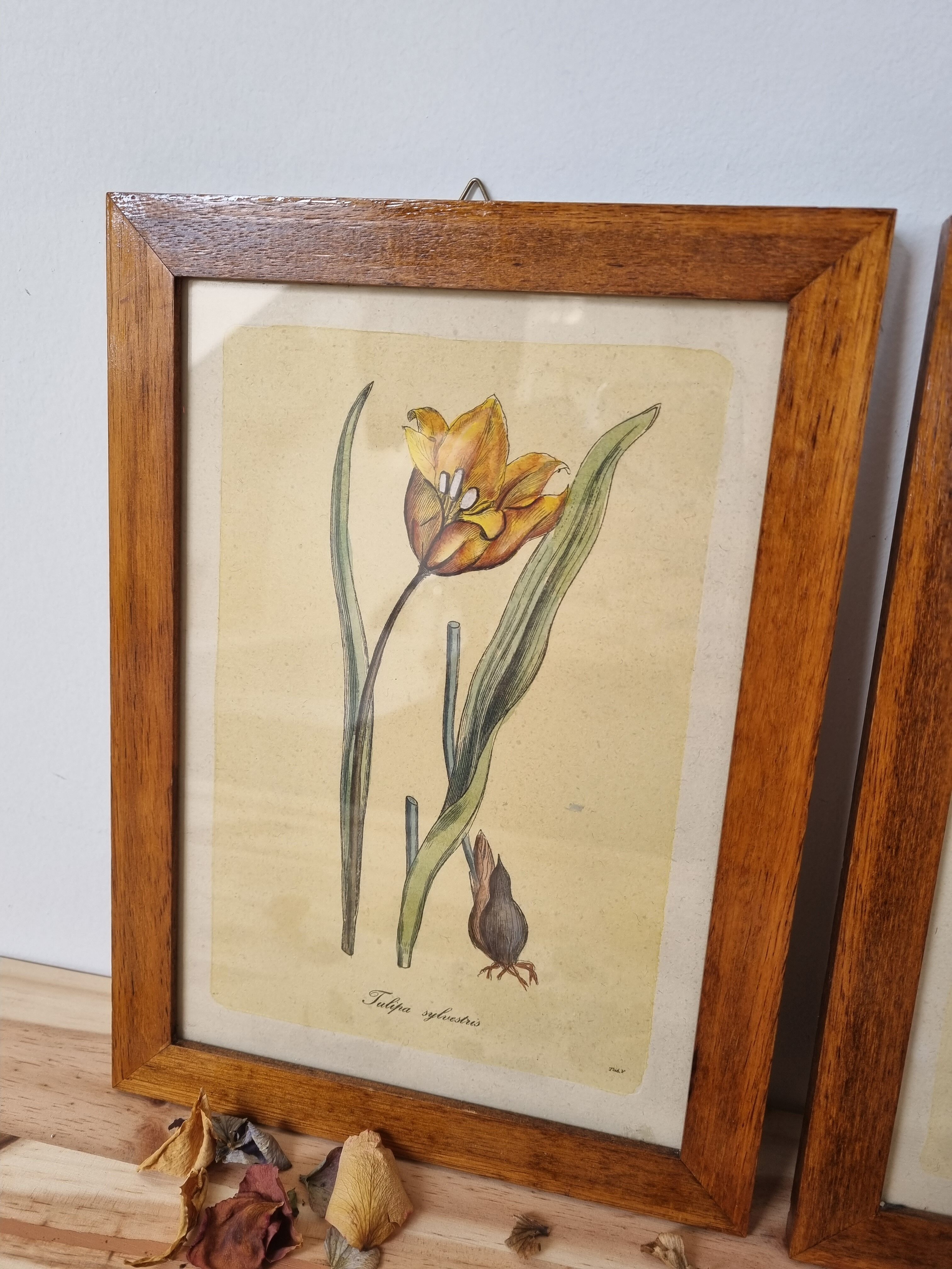 Pair of vintage frames watercolors flowers
