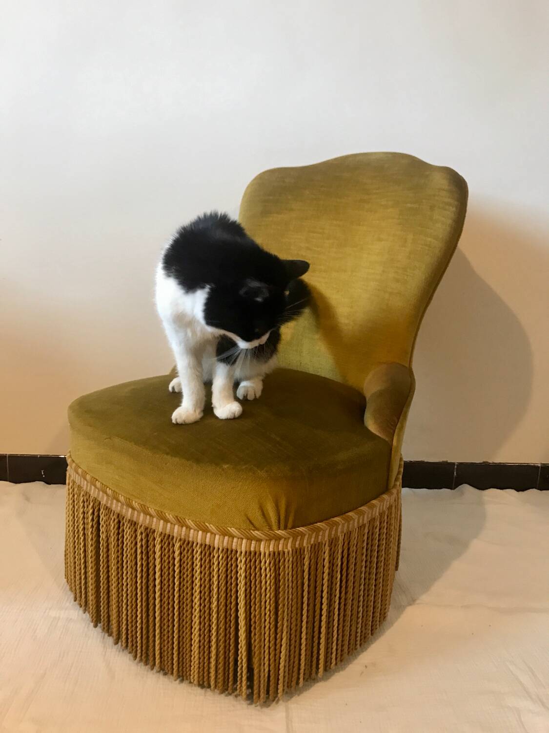 Toad armchair in gold velvet