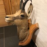 Chamois head