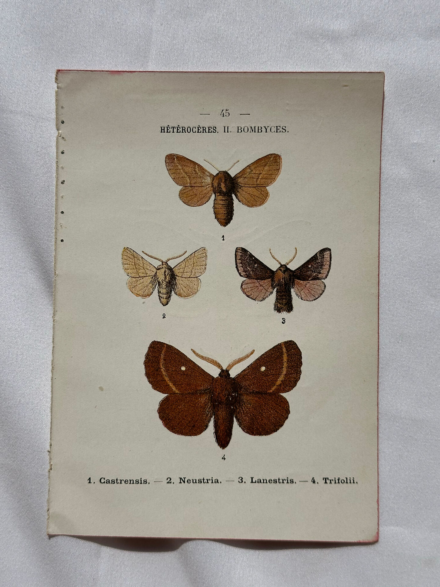 Botanical Plate 1800 Old naturalist engraving 19th century double-sided