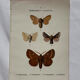 Botanical Plate 1800 Old naturalist engraving 19th century double-sided