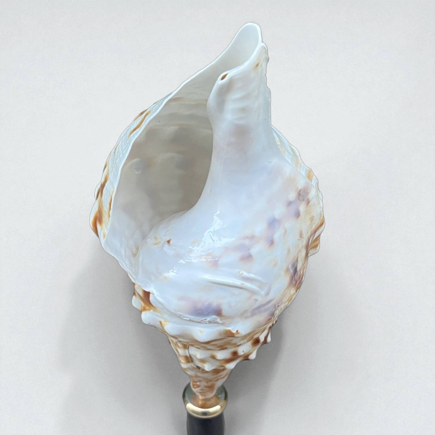 Cabinet of Curiosities: Triton Shell on a wooden base, late 19th century