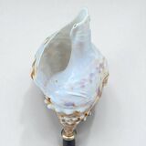 Cabinet of Curiosities: Triton Shell on a wooden base, late 19th century
