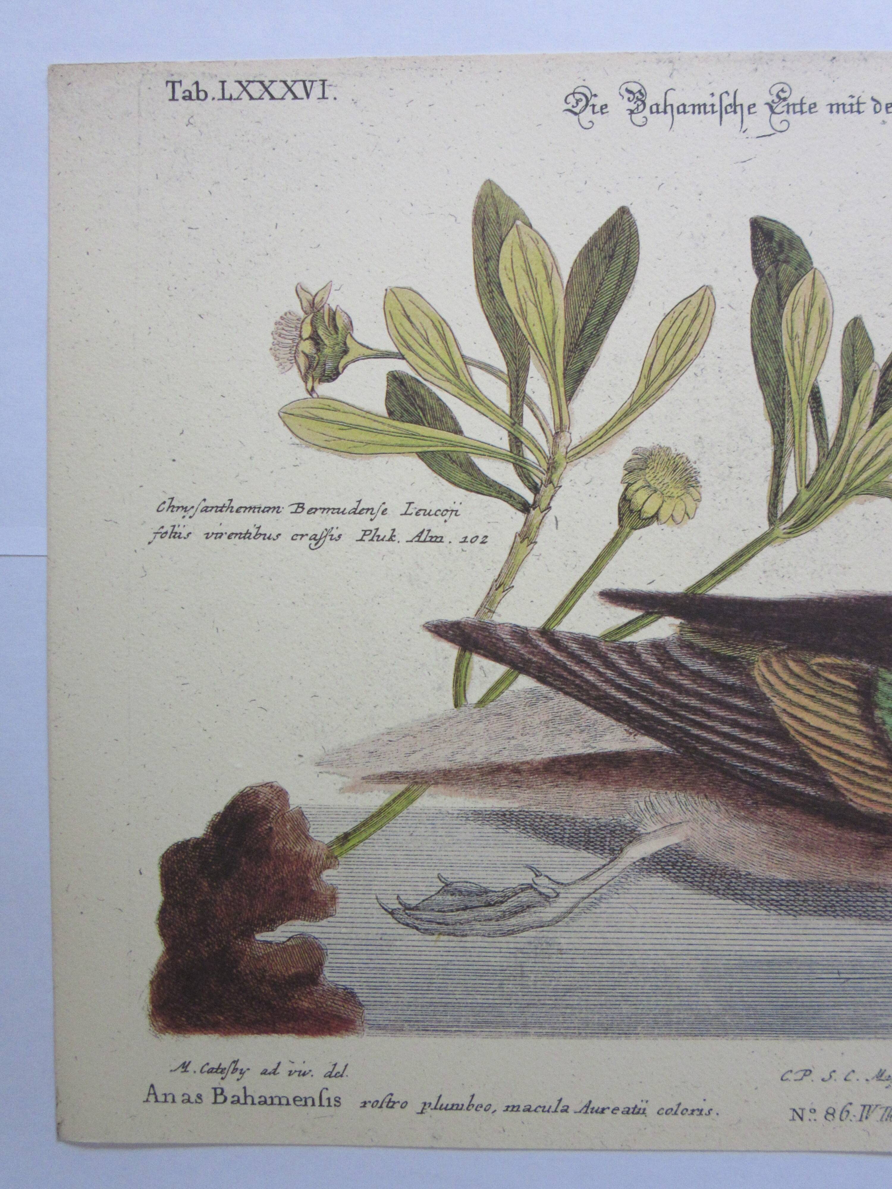 Engraving bird, bahama duck, repro Catesby/Seligmann