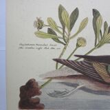 Engraving bird, bahama duck, repro Catesby/Seligmann