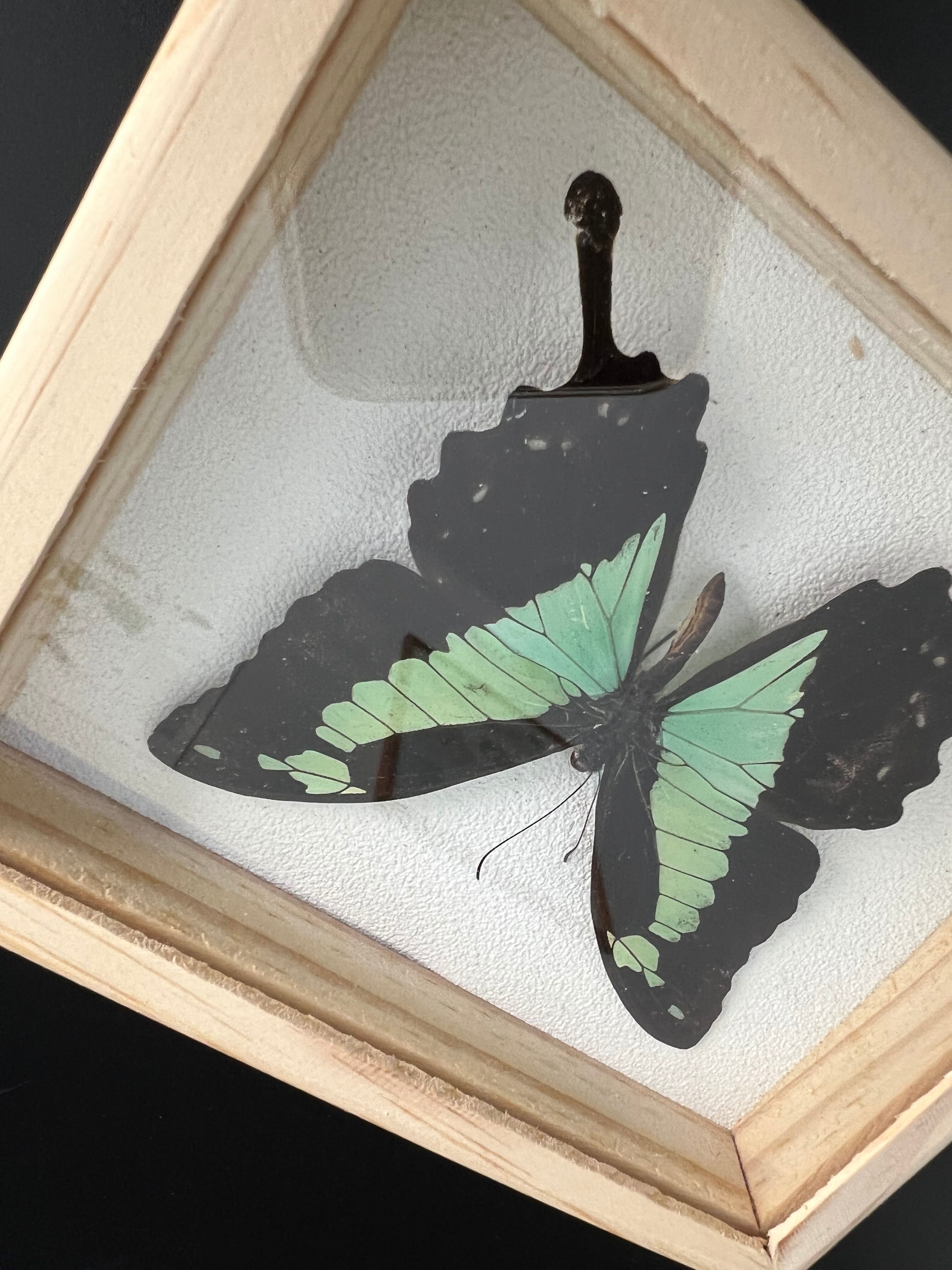 Naturalized butterfly taxidermy frame