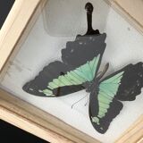 Naturalized butterfly taxidermy frame