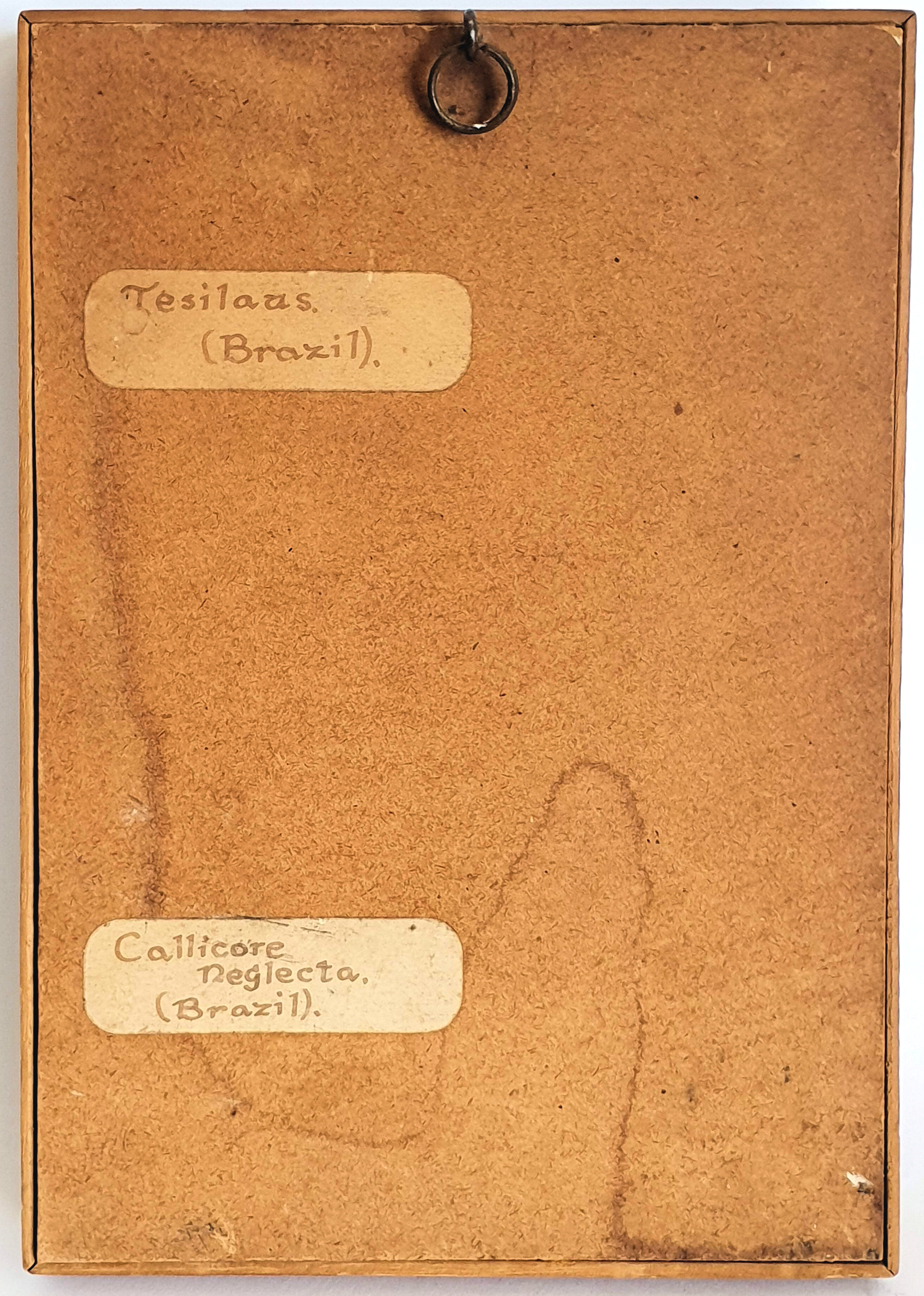 Naturalized butterflies