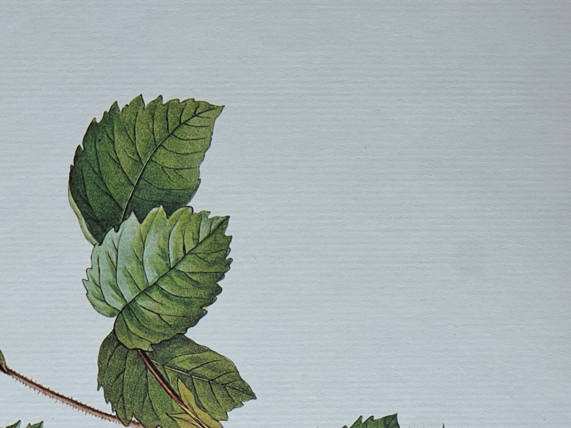 Botanical plate Centfeuilles Rose - 40.4x29.9cm