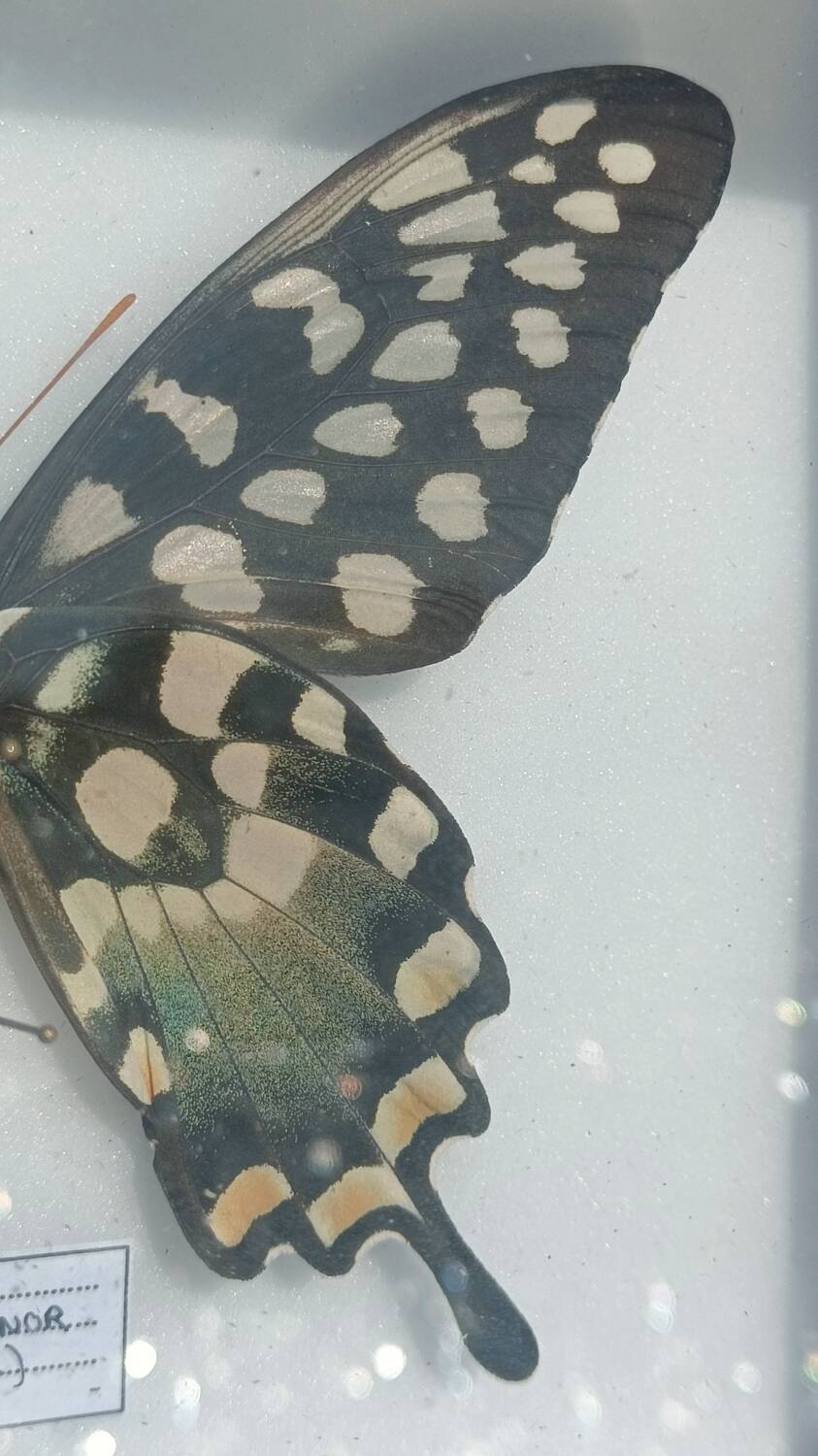 Papillon Antenor de Madagascar