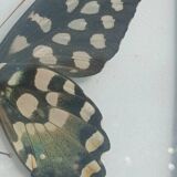 Madagascar Antenor Butterfly