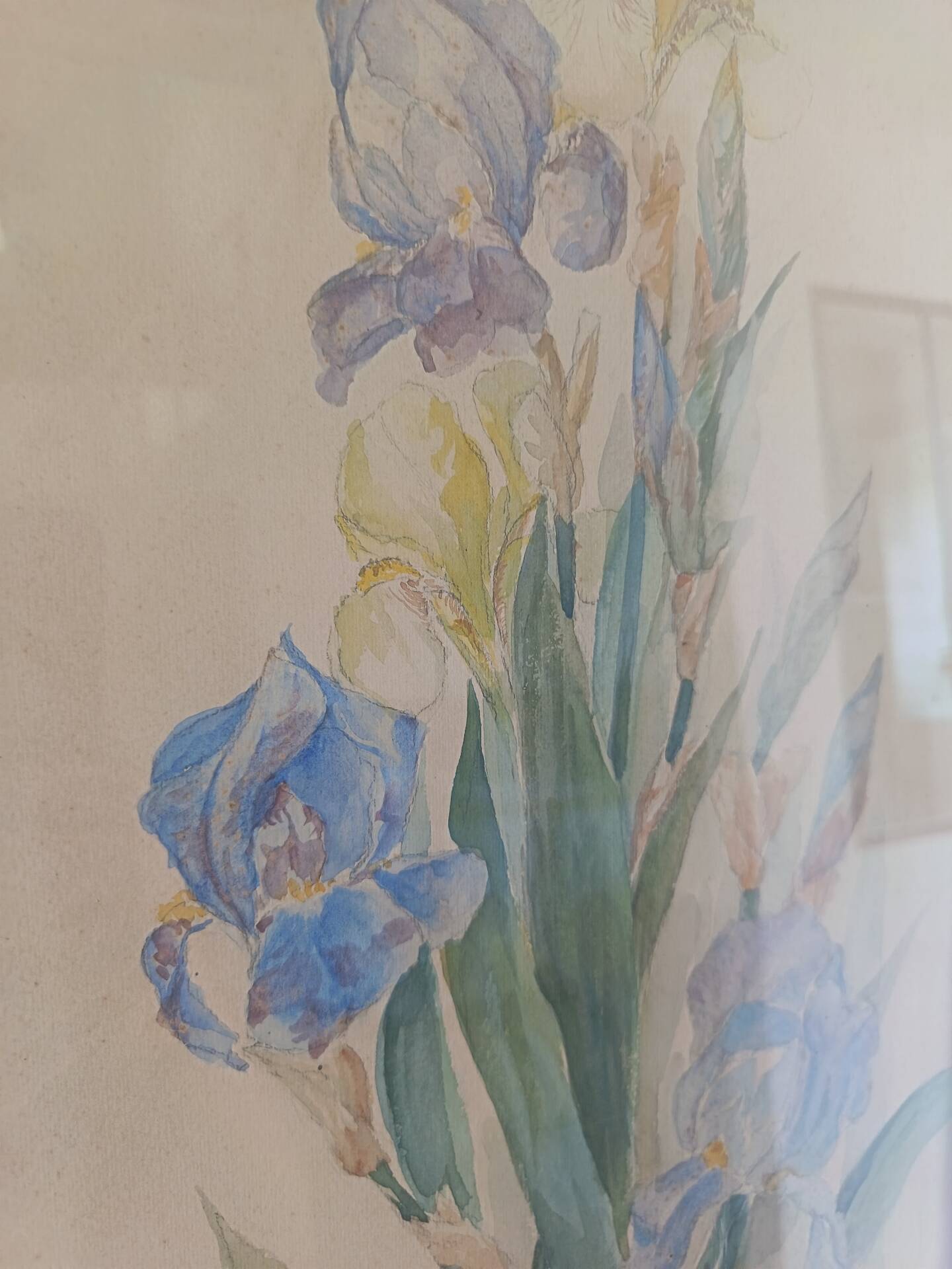 Painting of an iris