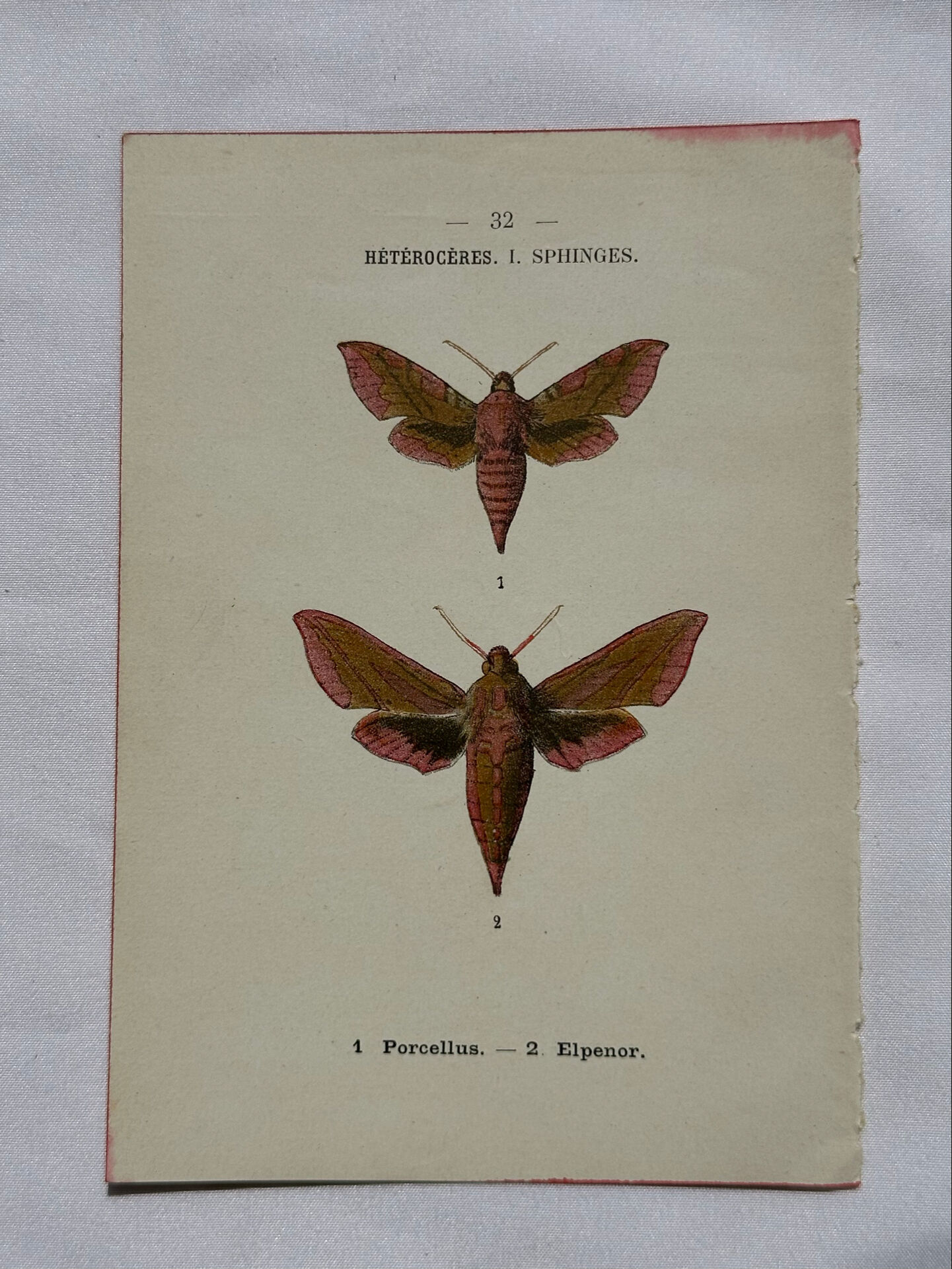 Gravure botanique papillons double face planche naturaliste Eau forte