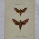 Gravure botanique papillons double face planche naturaliste Eau forte