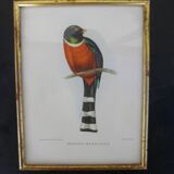 Setting with ornithological decoration " Trogon montagnard "