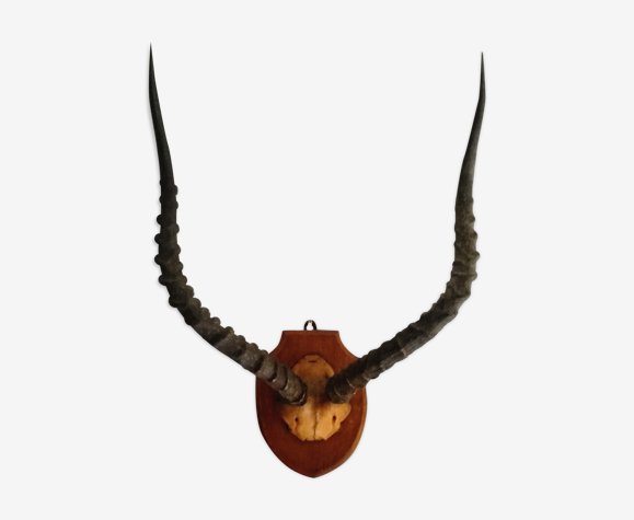 Cornes de gazelle s
