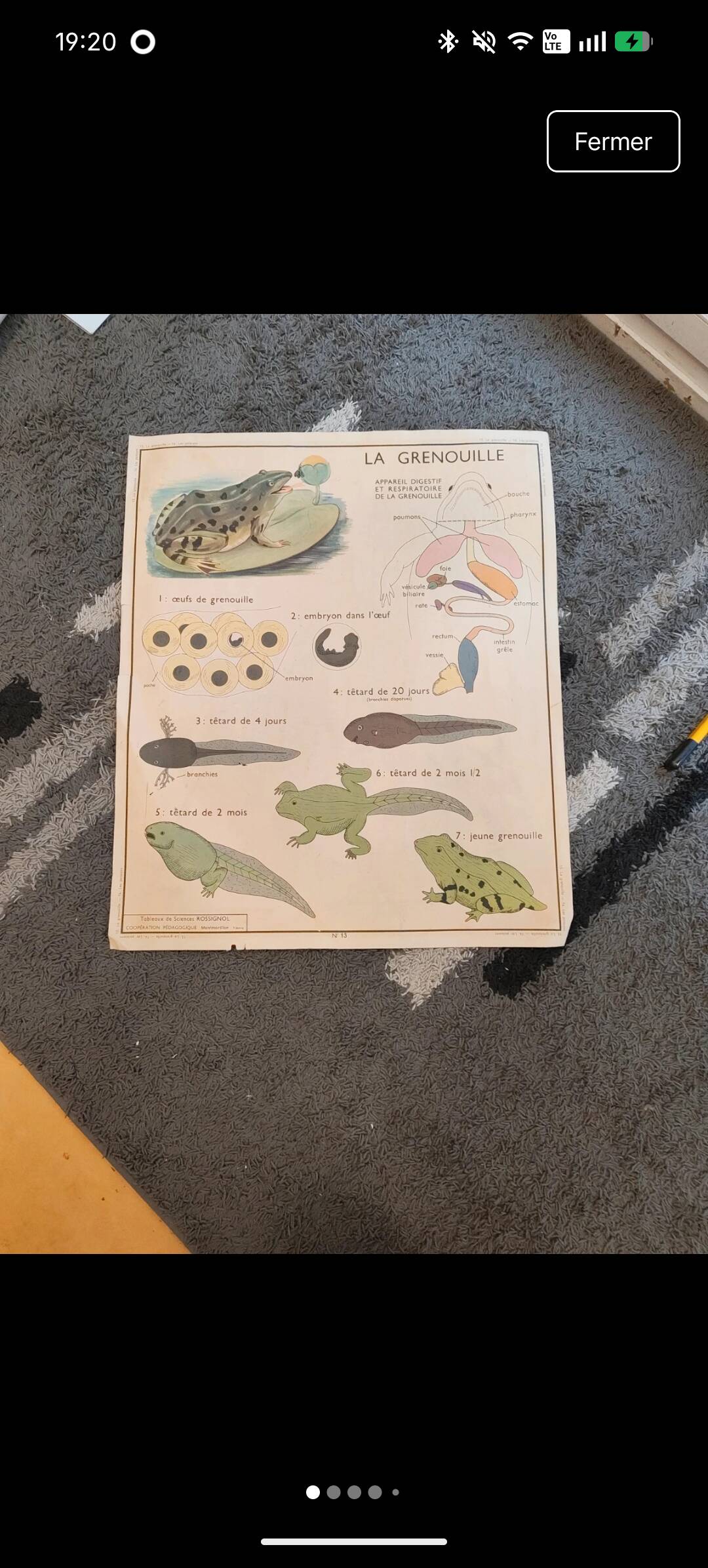 School poster the fish/the frog. Nightingales