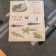 School poster the fish/the frog. Nightingales