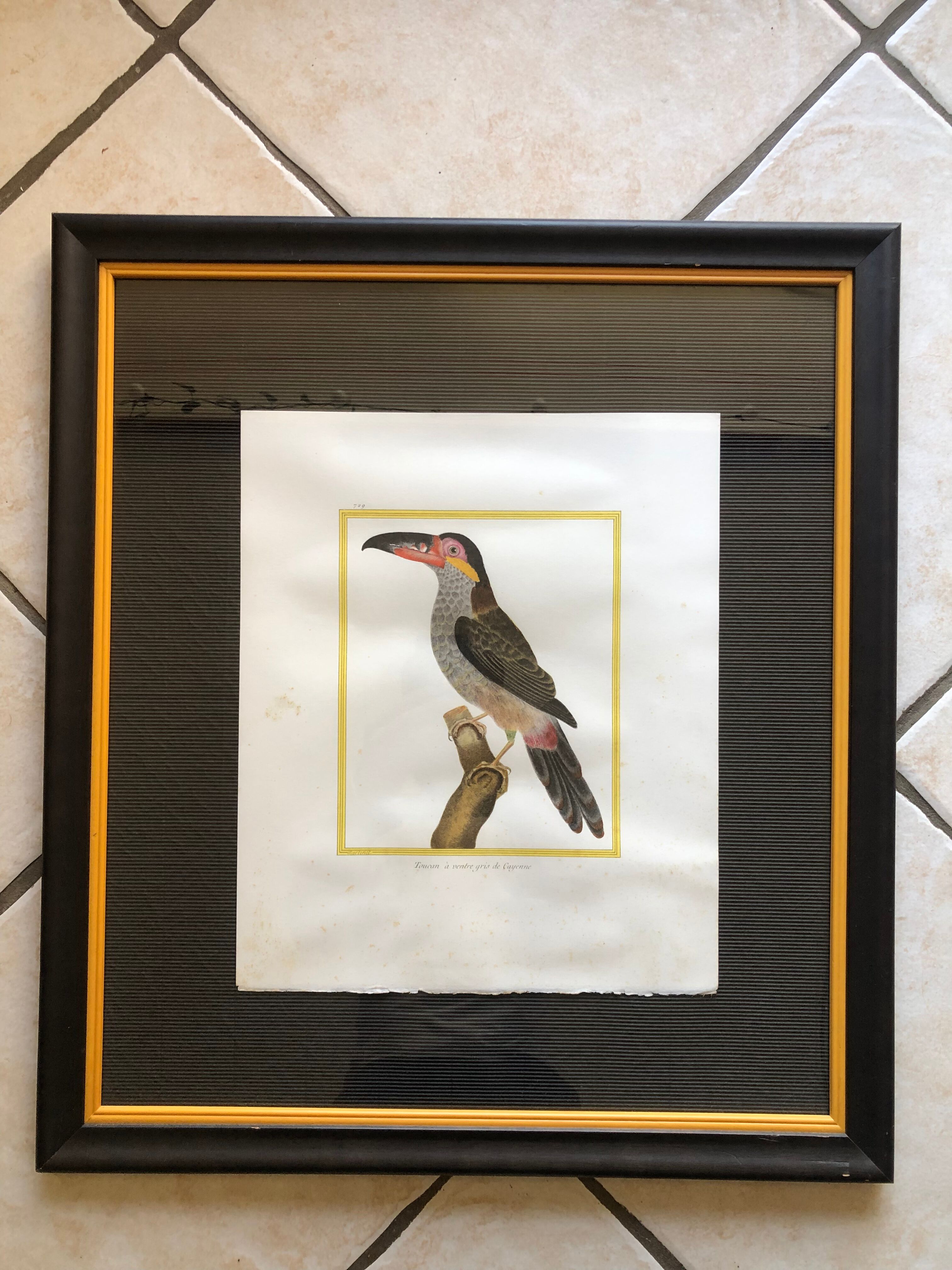 Toucan bird frame