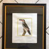 Toucan bird frame