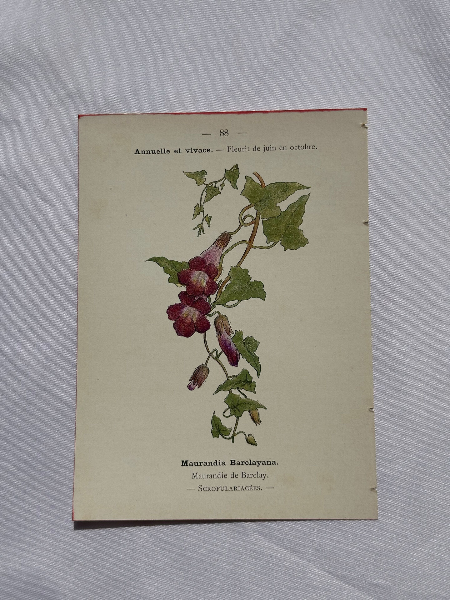 🌿 Botanical Plate Old Naturalist Engraving 19th Century Double-Sided A