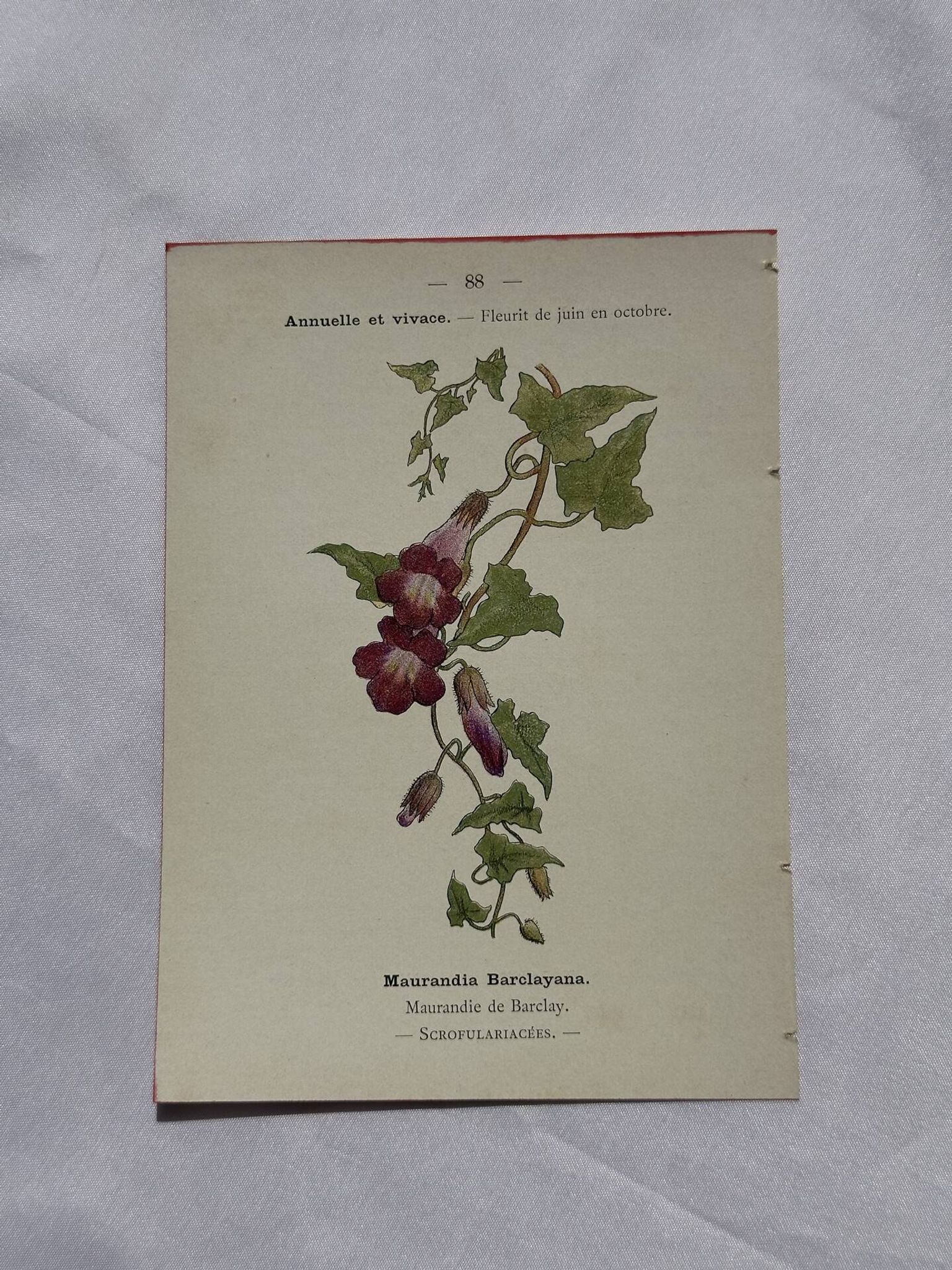 Planche botanique, gravure naturaliste, 19ème