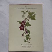 Planche botanique, gravure naturaliste, 19ème
