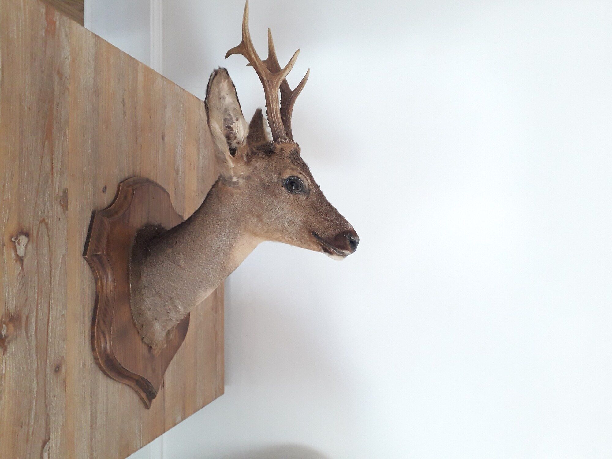Taxidermy naturalized deer on wooden squifer - 1986