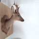 Taxidermy naturalized deer on wooden squifer - 1986