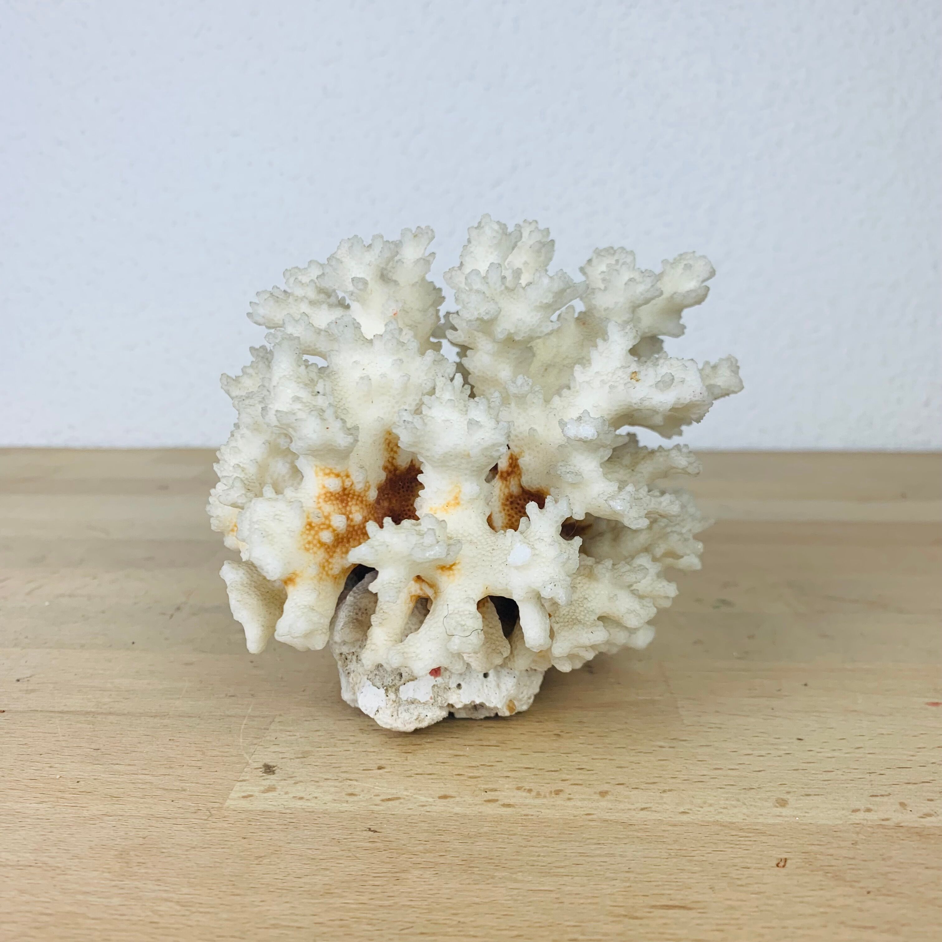 Natural ancient white coral 13 cm