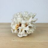 Natural ancient white coral 13 cm